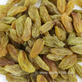 Xinjiang Dried Bulk Grapes Sweet Golden Raisins Kismis